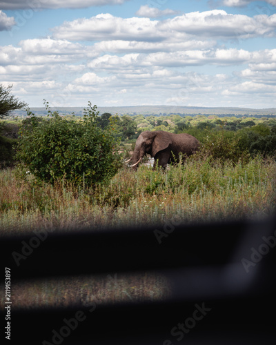 Photography Exploring and Watching Wild Animals in Nature