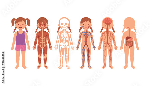 Foto Human body anatomy educational set for kids showing muscular skeleton circulator
