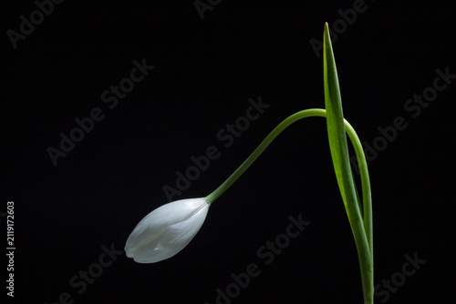 白いチューリップの花のつぼみ