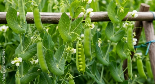 Fresh green pea pods growing on vines in a home vegetable garden during the summer