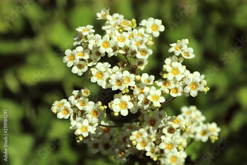 Obraz na plátně Boykinian aconitifolia in bloom.