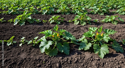 Rows of fresh green zucchini plants growing in a vegetable garden on a sunny day