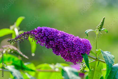Bild auf Leinwand Butterfly Bush, Summer Lilac Flowers in Summer Garden
