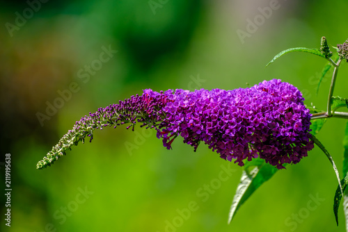 Bild auf Leinwand Butterfly Bush, Summer Lilac Flowers in Summer Garden