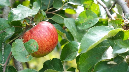 Ripe organic red apple hanging on a tree branch with lush green leaves in sunlit orchard. Concept of eco-friendly farming, sustainable agriculture, natural harvest, food technology and green nature