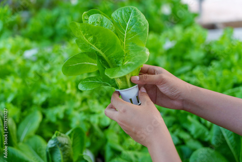 Hands Holding Fresh Hydroponic Romaine Lettuce in Greenhouse, Organic Vegetable Farming