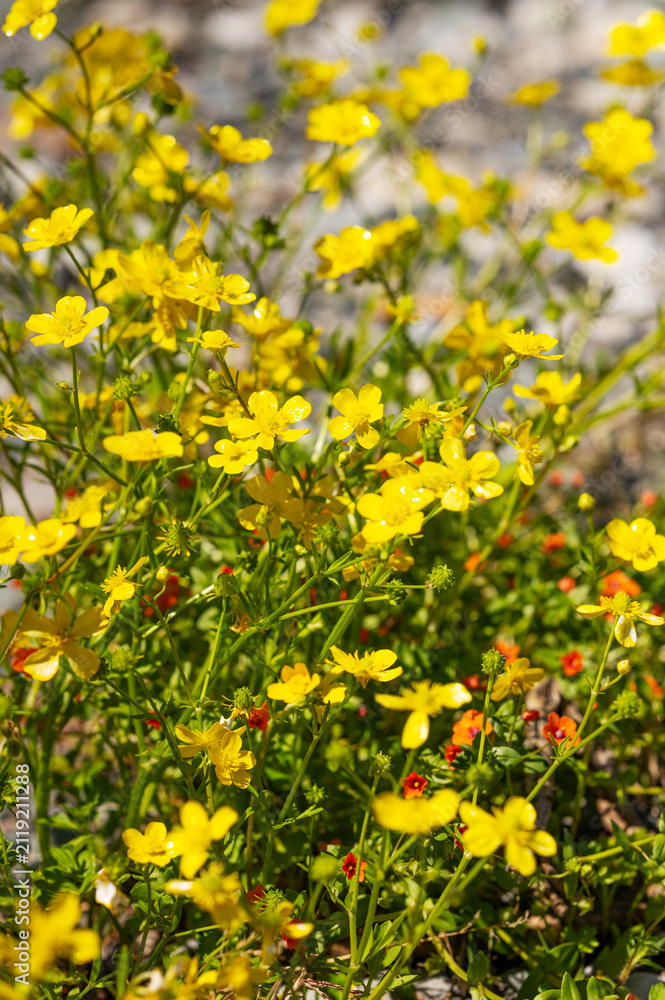 Obraz premium Bright yellow wildflowers buttercup blooming under clear sky.