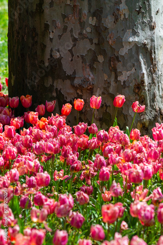 close up to diferent tulip colors in a public park.
