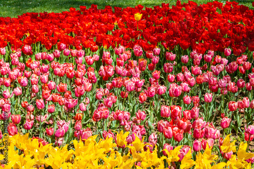 close up to diferent tulip colors in a public park.