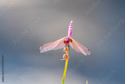 Obraz na płótnie Vibrant scarlet darter dragonfly perched on a reed in summer nature
