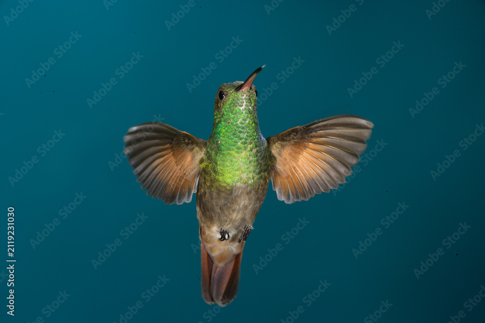 Fototapeta premium Berylline hummingbird in flight