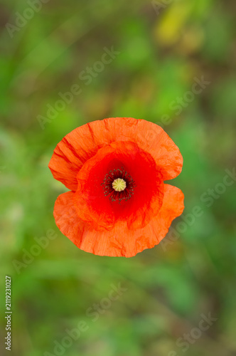 Poppy flower, top view.