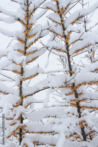Sea buckthorn branches with berries