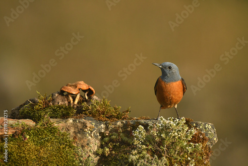 roquero rojo en la sierra de gredos