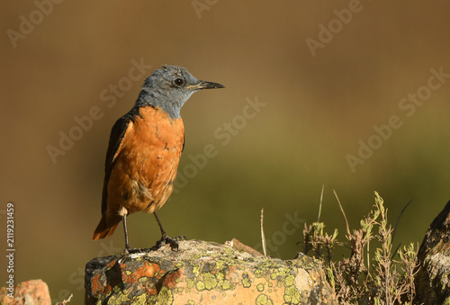 roquero rojo en la sierra de gredos