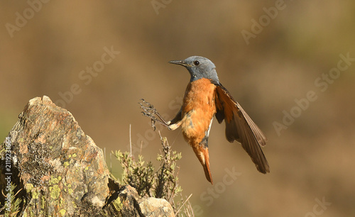 roquero rojo en la sierra de gredos