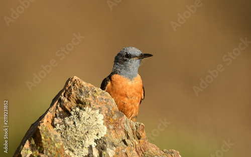 roquero rojo en la sierra de gredos