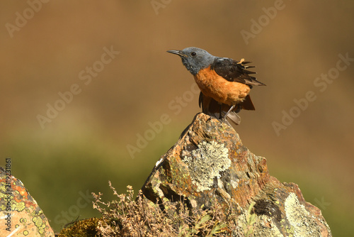 roquero rojo en la sierra de gredos
