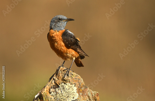 roquero rojo en la sierra de gredos