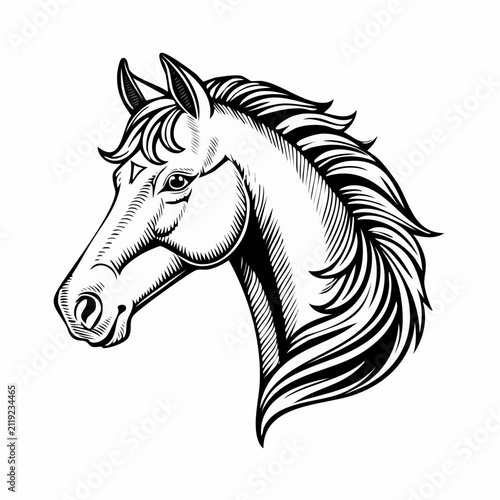 Horse head vector. Horse Head Vector Illustration on white background.