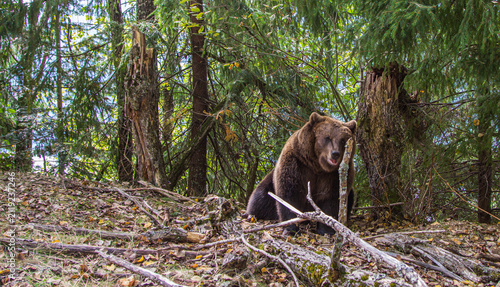Wild bears by a road in Romania