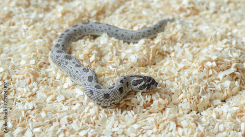 Axanthic Western hognose snake with silver and black pattern on aspen bedding.