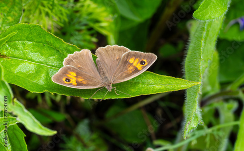 Meadow brown butterfly resting on green leaf