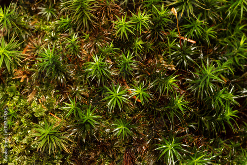 Green haircap moss growing in forest environment