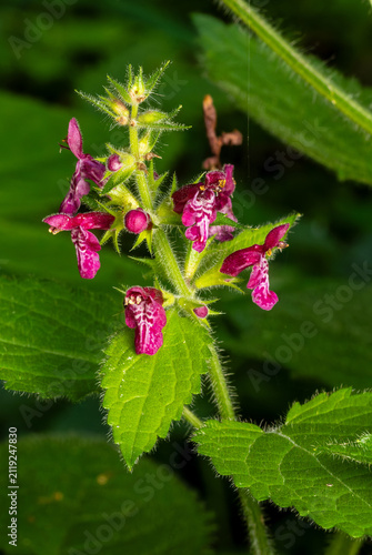 Hedge woundwort blooming in a forest habitat