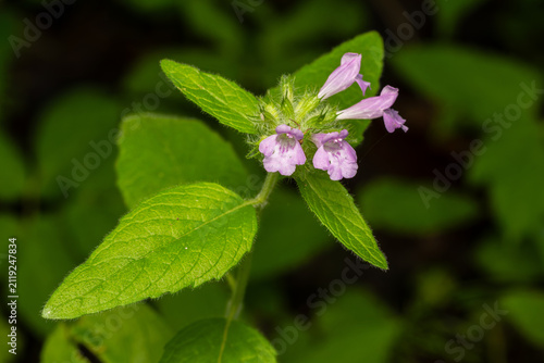 Wild basil Clinopodium vulgare blooming with pink flowers