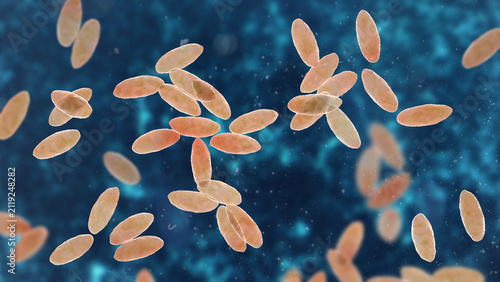 Foto Brucella species, 3D illustration showing small Gram-negative intracellular coccobacilli, causative agents of brucellosis in humans and animals