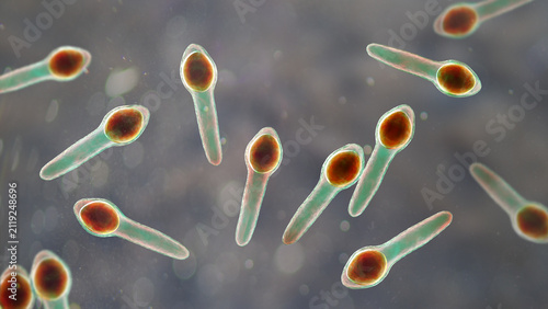 Fotografía Clostridium botulinum bacterium, 3D illustration showing rod-shaped anaerobic bacteria with terminal endospores giving a drumstick appearance, isolated on neutral background