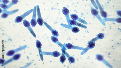 Obraz na plátne Clostridium botulinum bacterium, 3D illustration showing rod-shaped anaerobic bacteria with terminal endospores giving a drumstick appearance, isolated on neutral background