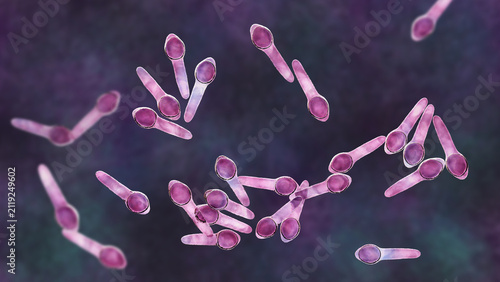 Cuadro en lienzo Clostridium botulinum bacterium, 3D illustration showing rod-shaped anaerobic bacteria with terminal endospores giving a drumstick appearance, isolated on neutral background