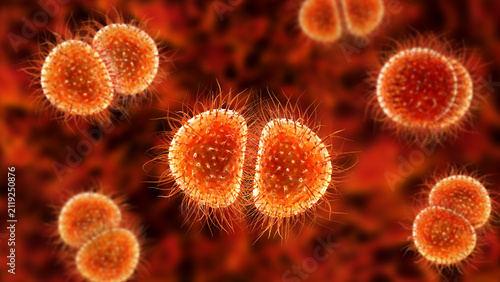Konstfotografi Neisseria bacteria, 3D illustration showing Gram-negative diplococci associated with meningococcal disease and gonorrhoea in humans
