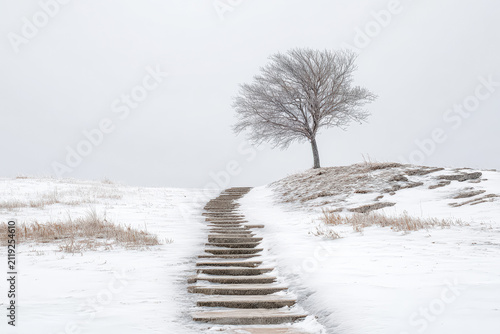 Lonely Tree on Snowy Hill with Stone Steps in Winter Landscape