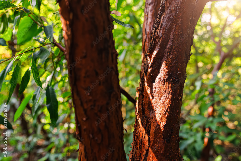 Obraz premium Cinnamon Tree Trunk in Sunlit Forest Close Up