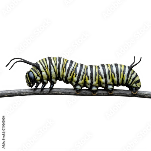 Monarch caterpillar crawling on a branch isolated on transparent background 