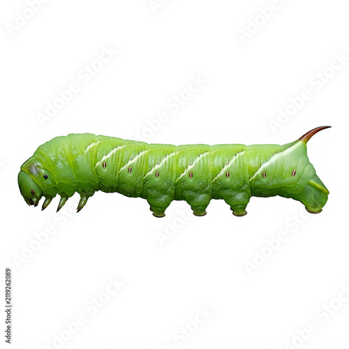 Bright green sphinx moth caterpillar isolated on transparent background 