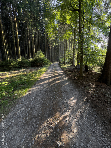road in the woods