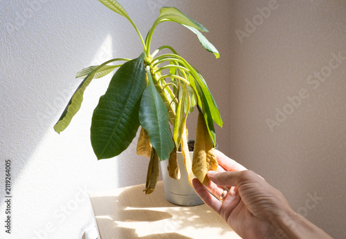 A female hand gently checks the dry and yellow leaves of a sad drooping Euphorbia plant in a pot on a sunny windowsill, showing the signs of improper care and plant disease.