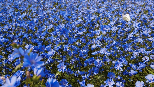 Beautiful Blue Flower Field With Butterflies Flying Among Blooms