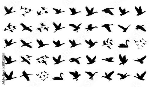 Flying Bird Silhouette Collection with Migratory Flocks Wildlife and Nature Vector Illustration