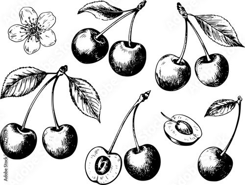 Konstfotografi 白い背景に孤立した、葉と花が付いた新鮮なサクランボの手描き画セット