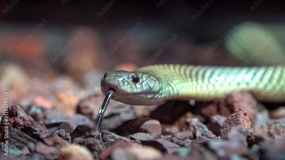 Fototapeta premium King Brown Snake Flicking Tongue on Rocky Ground, Western Australia