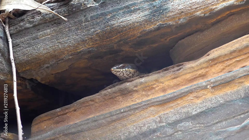 Canvastavla Goldfields Crevice Skink Peering from Rock Crevice in Western Australian Bushlan