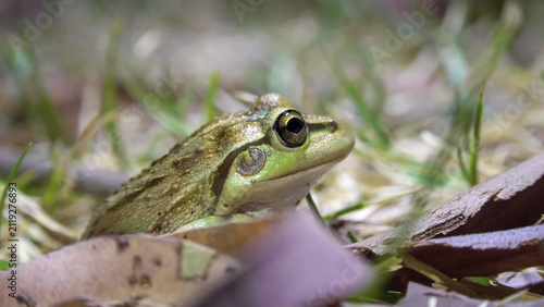 Motorbike Frog Resting Among Leaf Litter and Grass in Western Australian Bushland