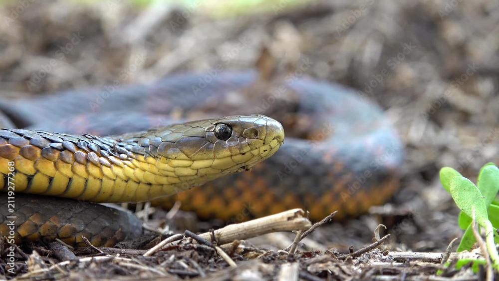 Obraz premium Tiger Snake Close-Up Portrait on Forest Floor, Western Australia