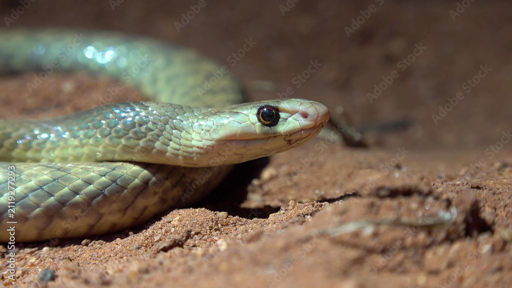 Obraz premium Western Brown Snake Close-Up Portrait on Red Sandy Soil, Western Australia