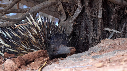 Canvas Print Short-beaked Echidna Foraging at Base of Tree Root in Australian Outback Scrubla